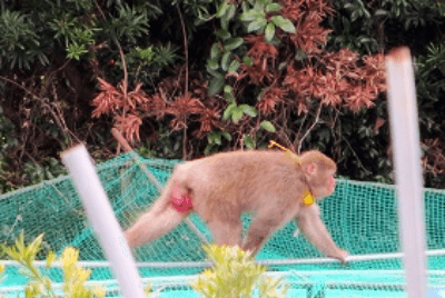 神奈川県 サル被害対策 Animal Map導入例 動物行動調査用テレメトリー発信器 サーキットデザイン使用事例 サポート 動物行動調査用テレメトリー発信器 サーキットデザイン